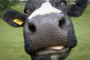 RFID Cattle tag parliament