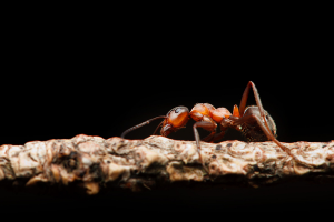 Ant farm