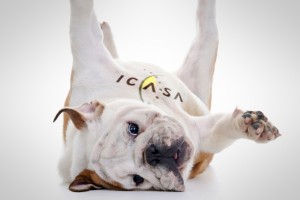 Icasa roll over