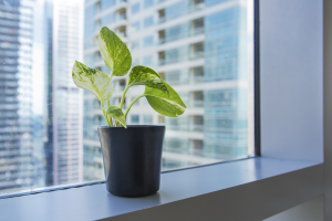 Office plant