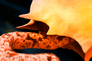 Disease