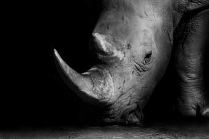 Rhino