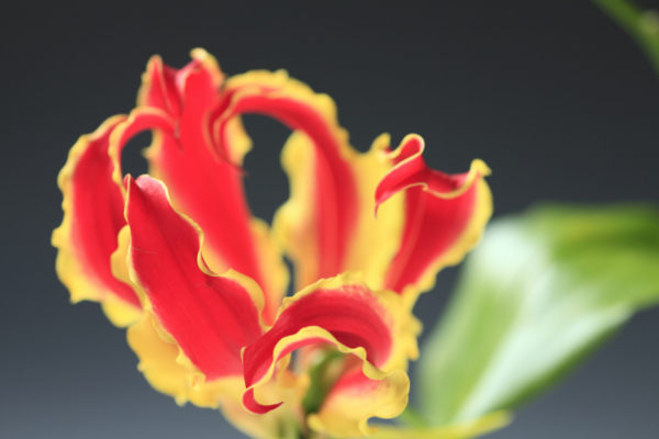 Gloriosa Lily