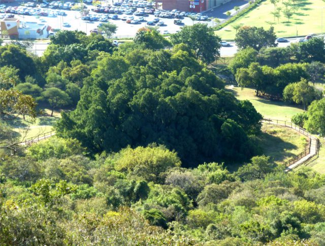 Wonderboom nature reserve