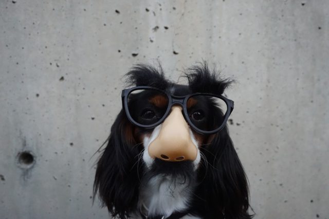 strangedog