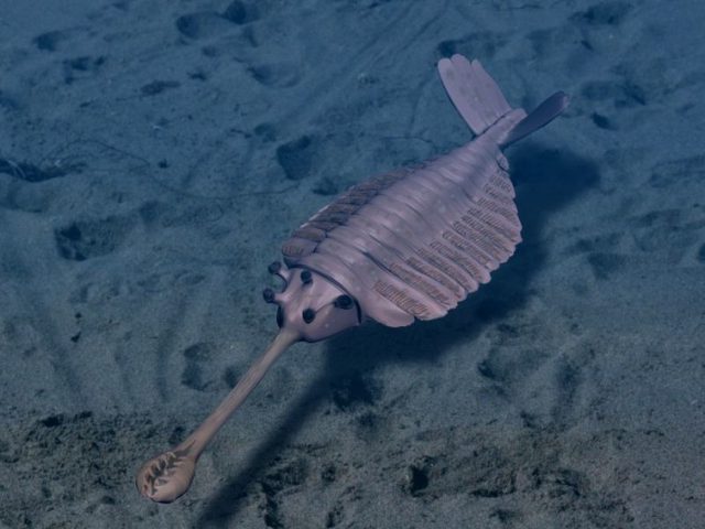 The five-eyed fossil Opabinia could have given rise to five-eyed animals today. Nobu Tamura/wikimedia, CC BY-SA