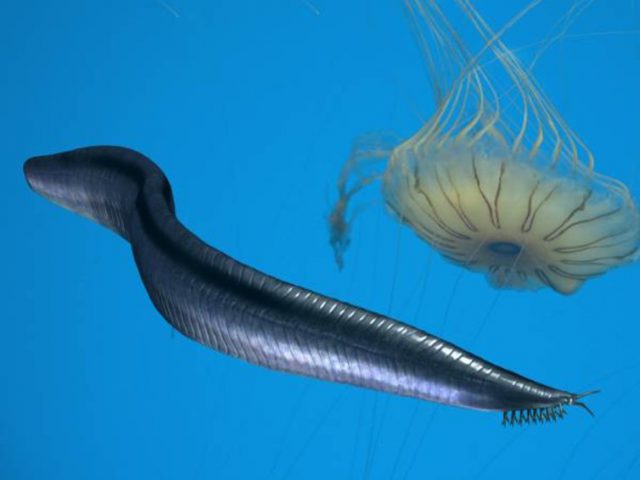 Pikaia – an early chordate, the group to which humans belong. Nobu Tamura/wikimedia, CC BY-SA