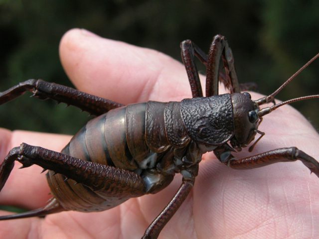 The giant weta: one of the largest insects. New Zealand Department of Conservation, CC BY-SA