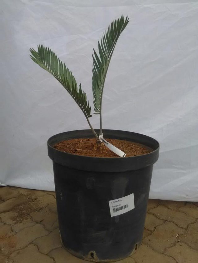 encephalartos-hirsutus